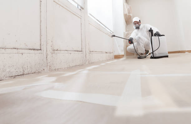 Black mold remediation team in Richmond