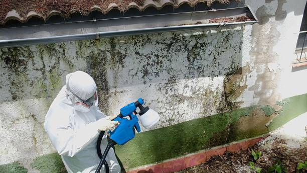 Mold Removal service in Richmond